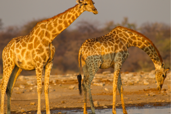 Namutoni_Namibie_Giraffe drinken bij waterhole met zonsondergang