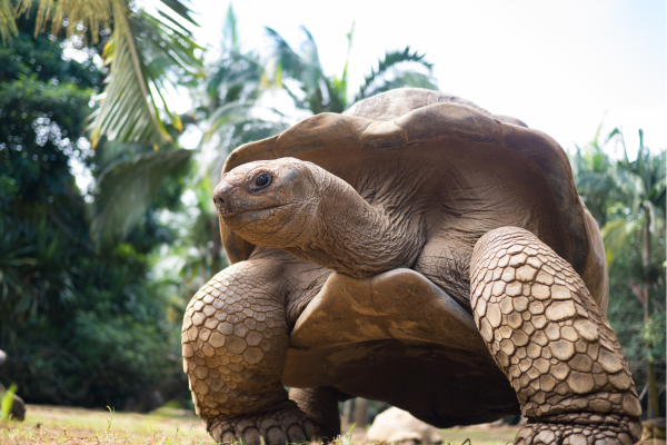 Mauritius Oeroude schildpad