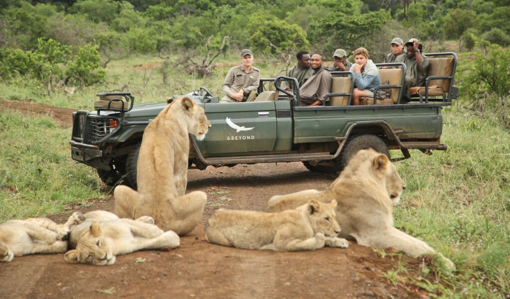 Phinda_Zuid-Africa-Phinda-Game Drive met leeuwen