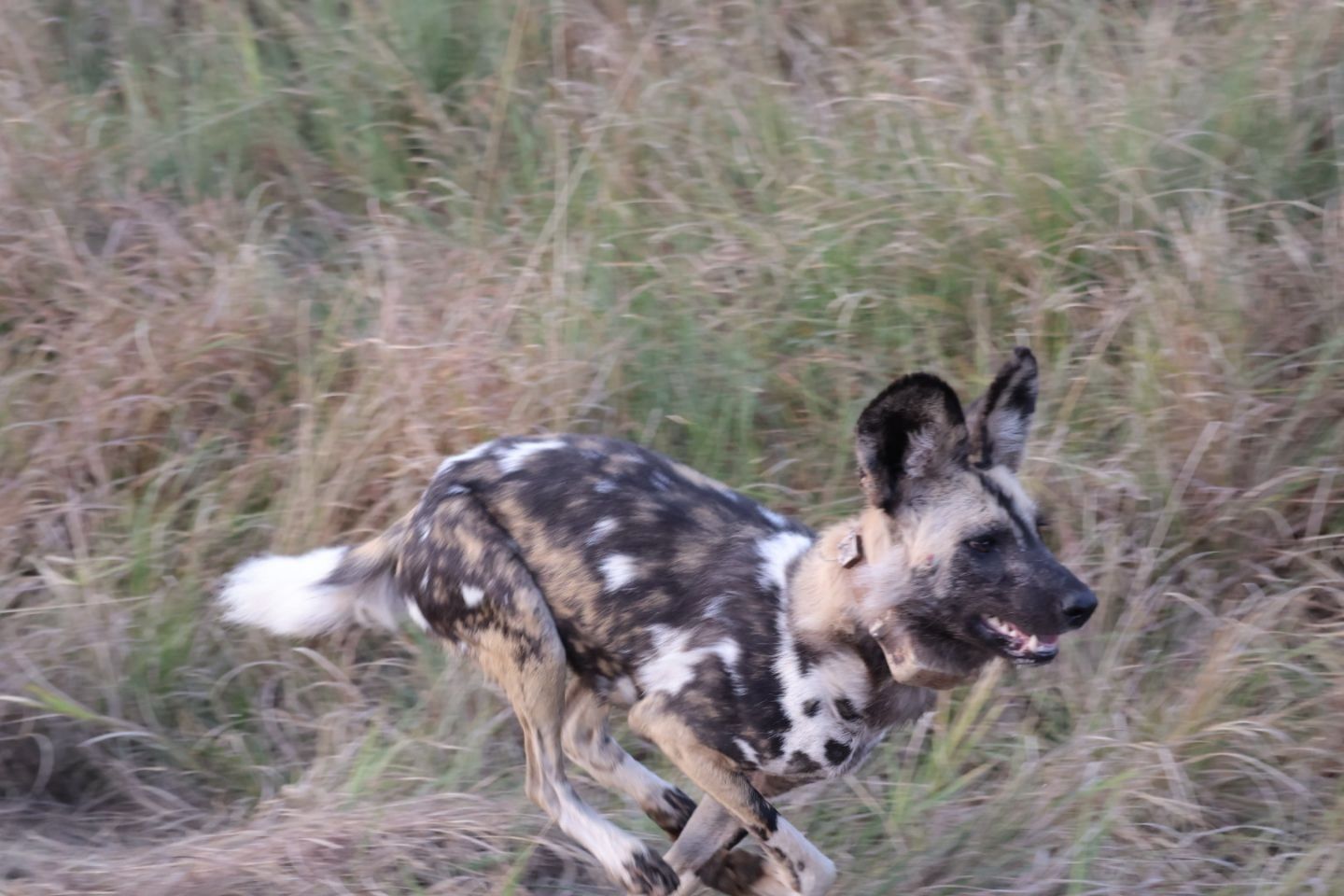 Wilde Hond Zuid Afrika Hluhluwe