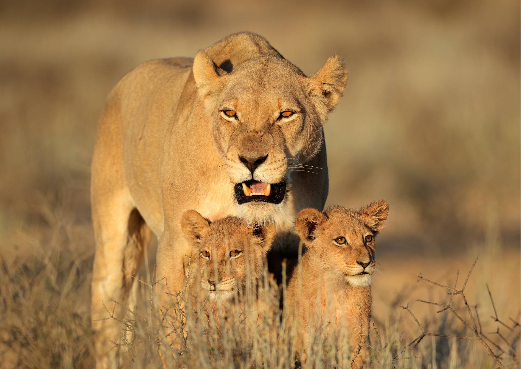 Namibie_Leeuw met jong_Kalahari woestijn