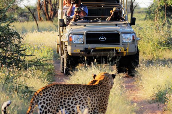 “Open 4x4 voertuig tijdens gamedrive Okonjima – roofdieren spotten in Namibië.” kopie