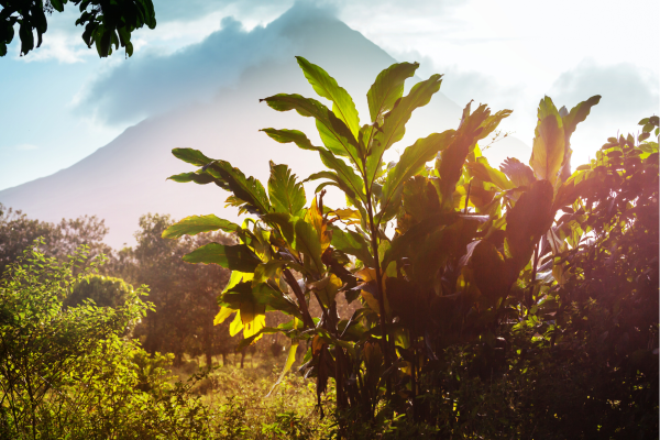 Tropisch landschap in het centrale hoogland van Costa Rica met palmbomen en groene heuvels.