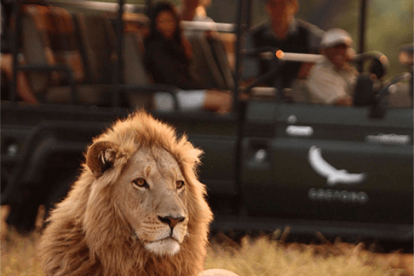 Private Game Reserve_Gamedrive met zicht op Leeuw