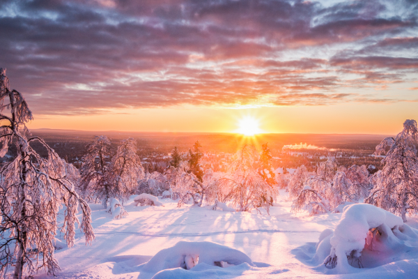 Besneeuwde bossen Lapland rondreis