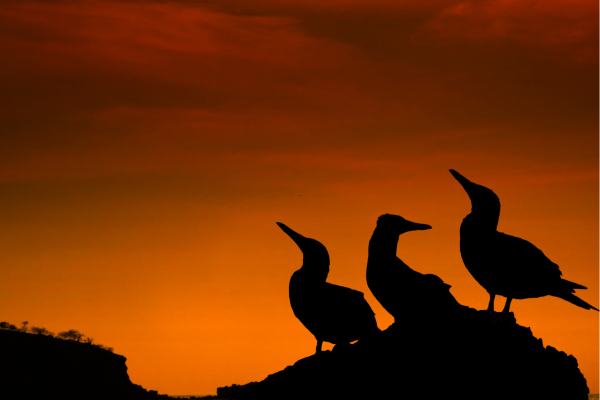 Zonsondergang boven de Galápagoseilanden, met warme kleuren boven de oceaan en vulkanische kustlijn.
