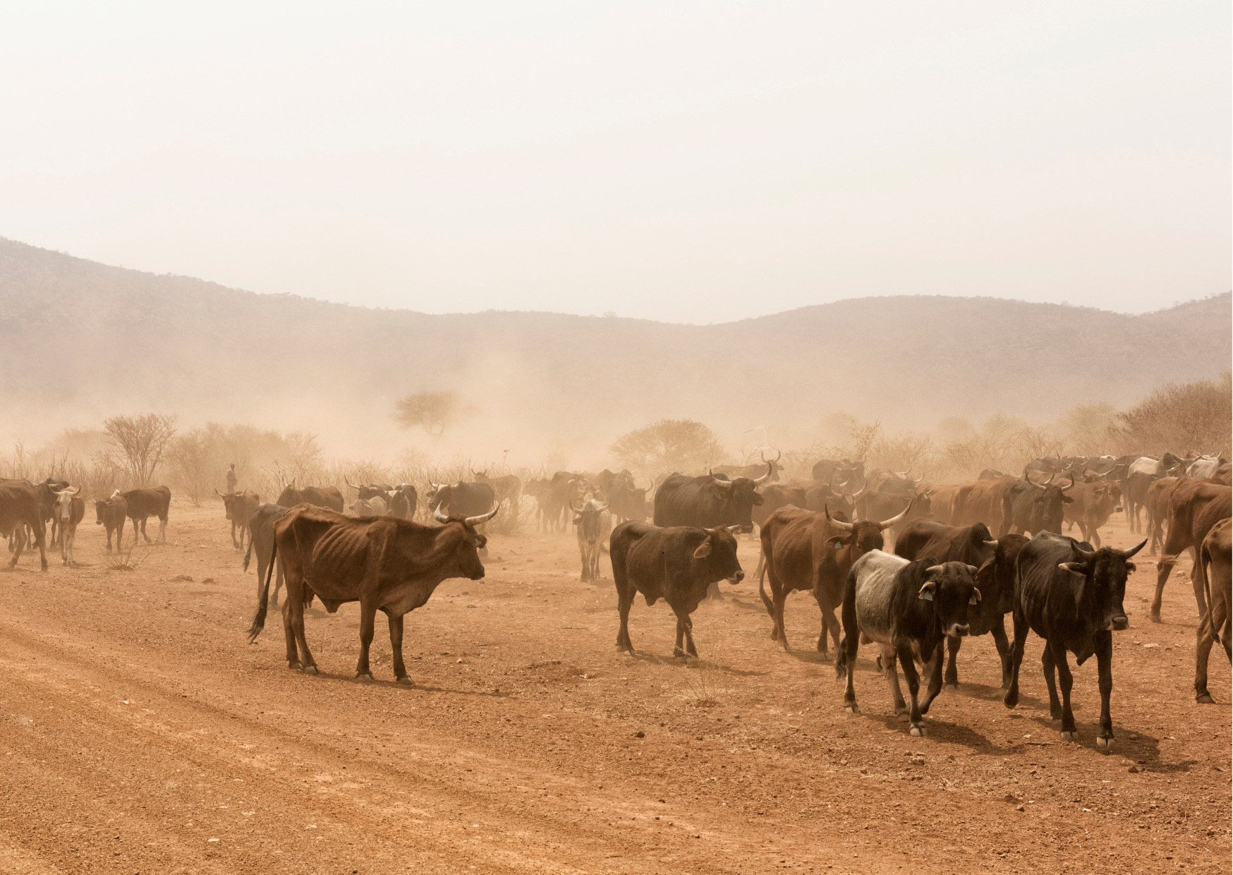 Namibie_Cattle country_Koeien op de weg