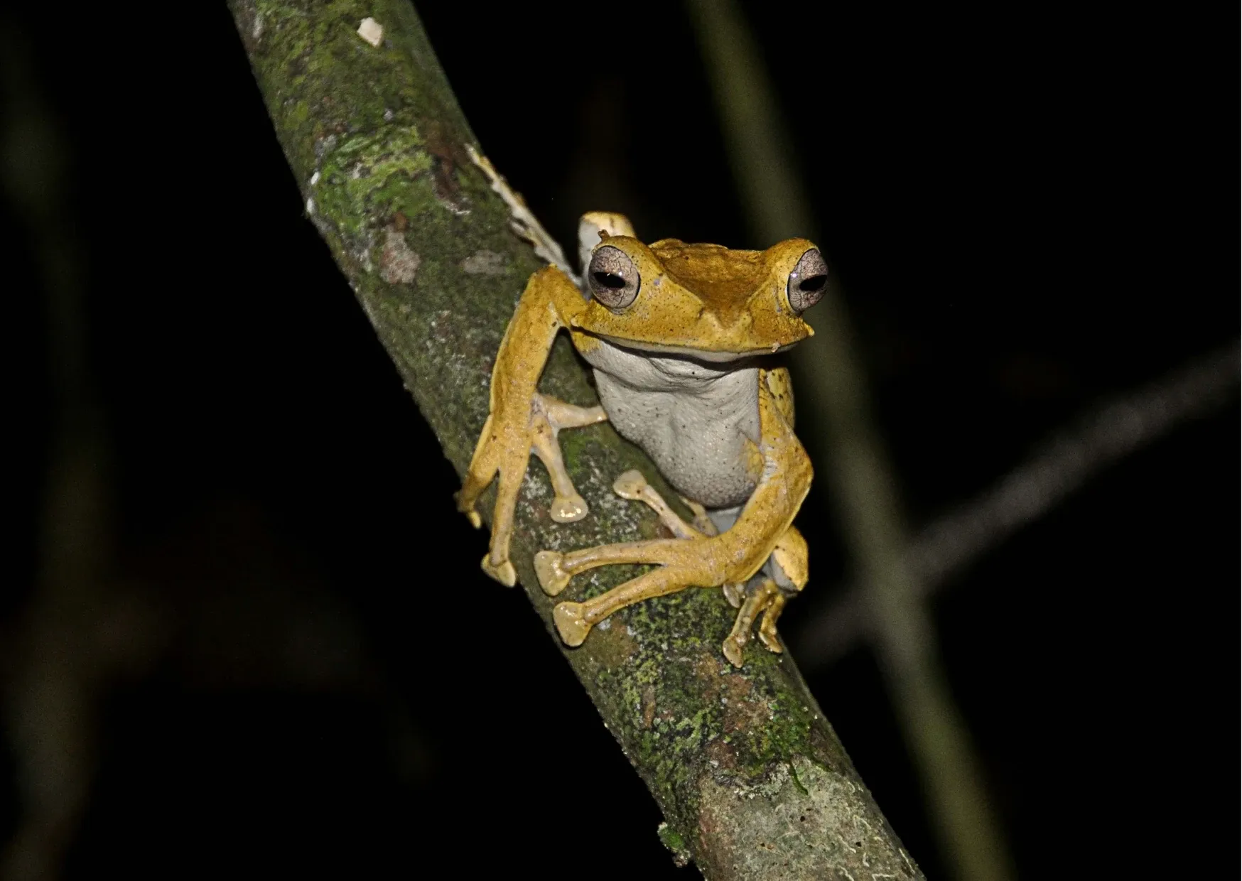 Tropische kikker op een boomtak tijdens een Night Jungle Walk