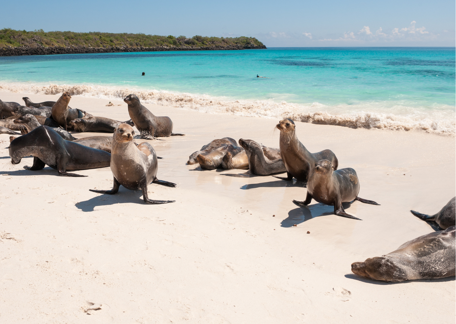Zeeleeuwen op het strand van La Lobería op San Cristóbal, omringd door rotsen en helder water.