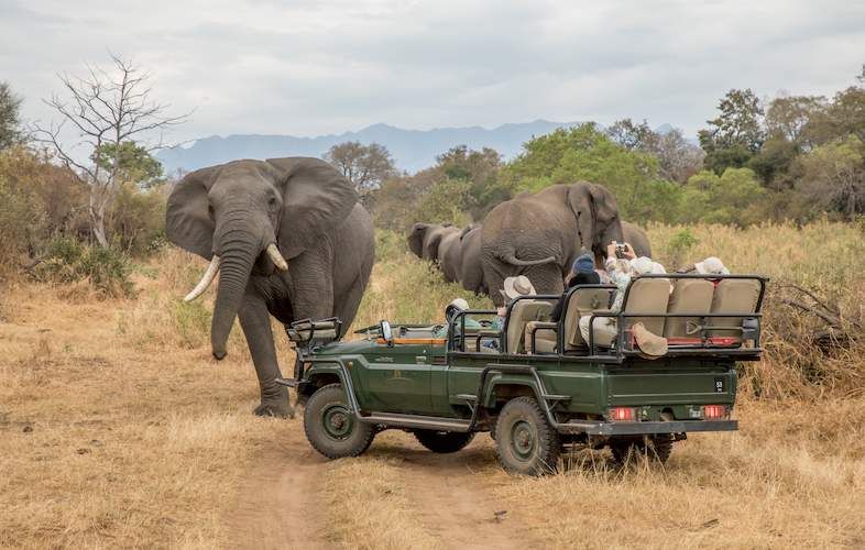 karongwe-elephant-game-drive-786x500