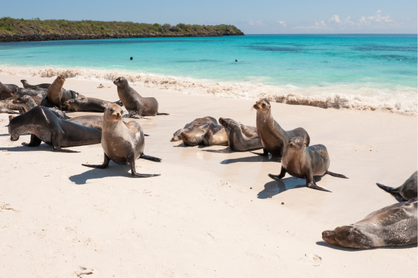 Zeeleeuwen op de Galápagos, rustend op rotsen en spelend in het heldere zeewater langs de kust.