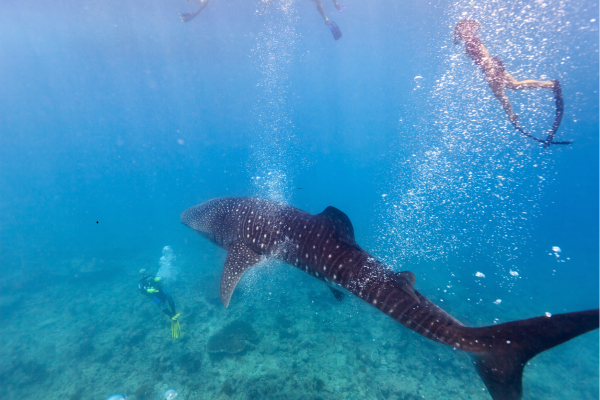 Isla Holbox - “Snorkelaar naast walvishaai in helderblauw water bij Holbox.” 