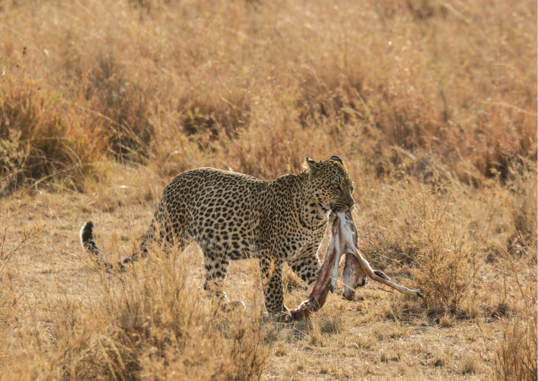 Tanzania_Luipaard met prooi in bek