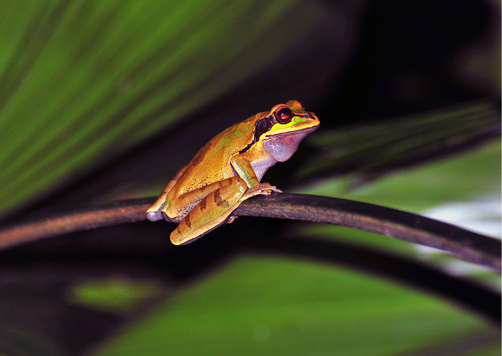 Tropische kikker in het regenwoud van Tortuguero National Park in Costa Rica.