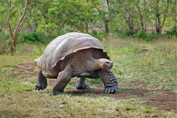 Galápagos reuzenschildpad in het groene hoogland van Santa Cruz, wandelend door het natuurlijke leefgebied in de Parte Alta.