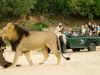 Makasha_lion-game-drive-sabi-sand