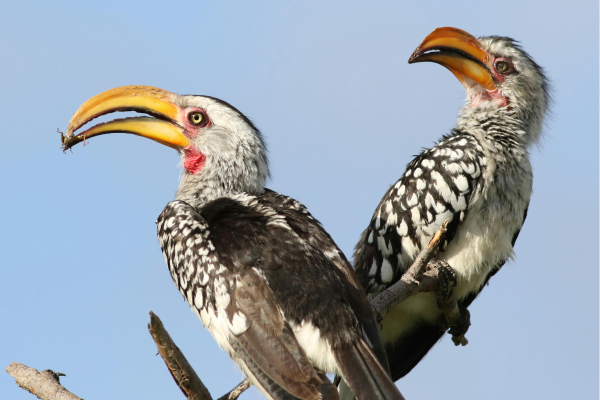 “Yellow-billed hornbill (geelsnaveltok) bij de zoutpannen van Nata in Botswana, een opvallende vogel in het uitgestrekte Makgadikgadi-landschap.”