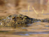 Chobe National Park_Krokodil in het water