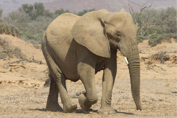 Damaraland_Woestijnolifant_Namibie