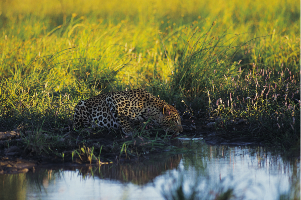 Maun_Okavango Delta_Luipaard