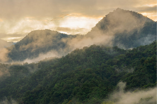 Nevelwoud van Mindo met tropische begroeiing en wandelpaden, één van de meest biodiverse regio’s van Ecuador.
