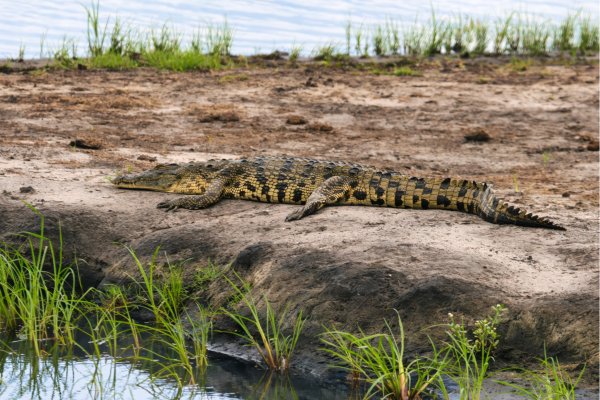 Okavango Delta_Botswana_Krokodil de waterkant