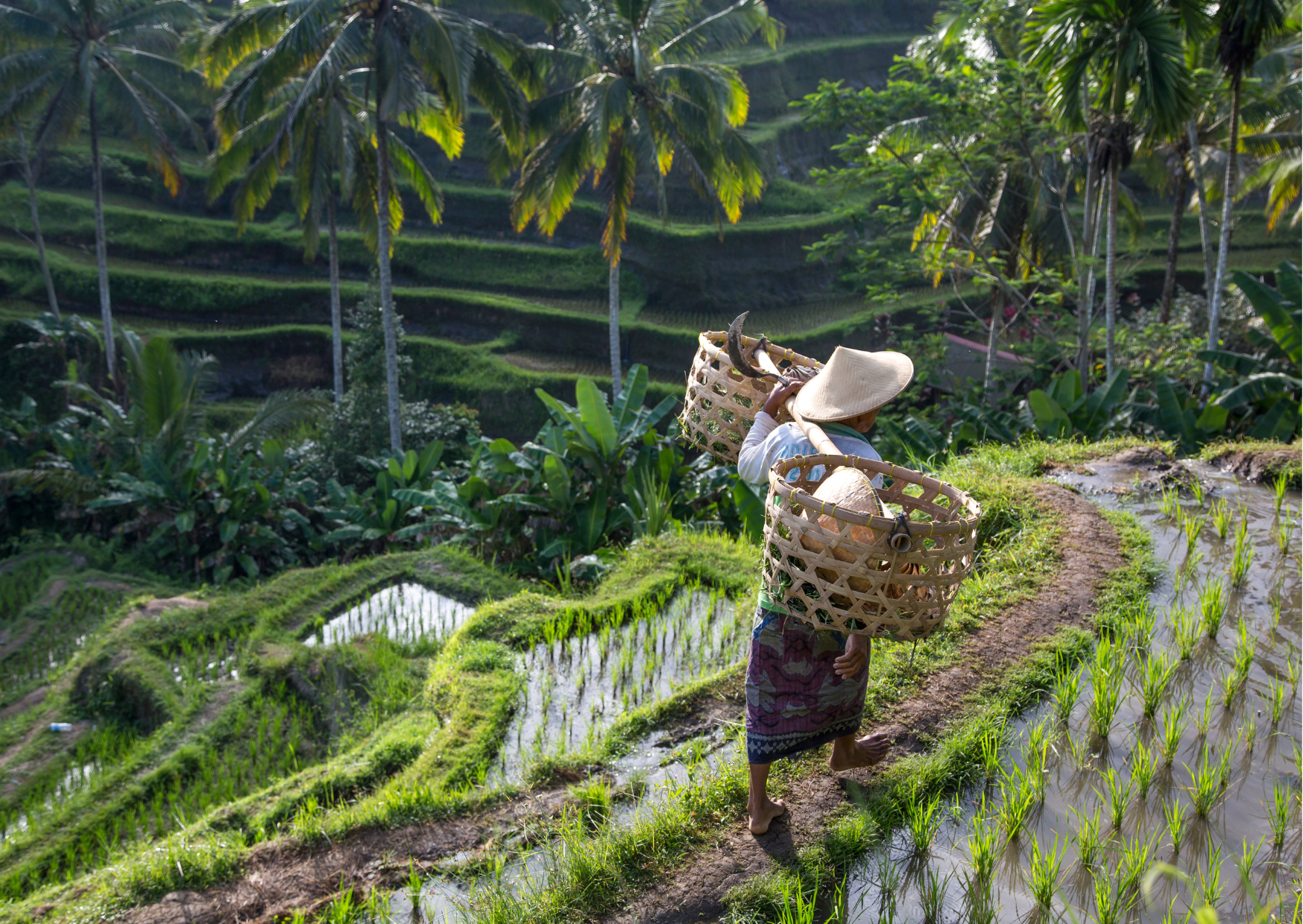 Rijstvelden en dorpjes langs de route van Sanur naar Padang Bai