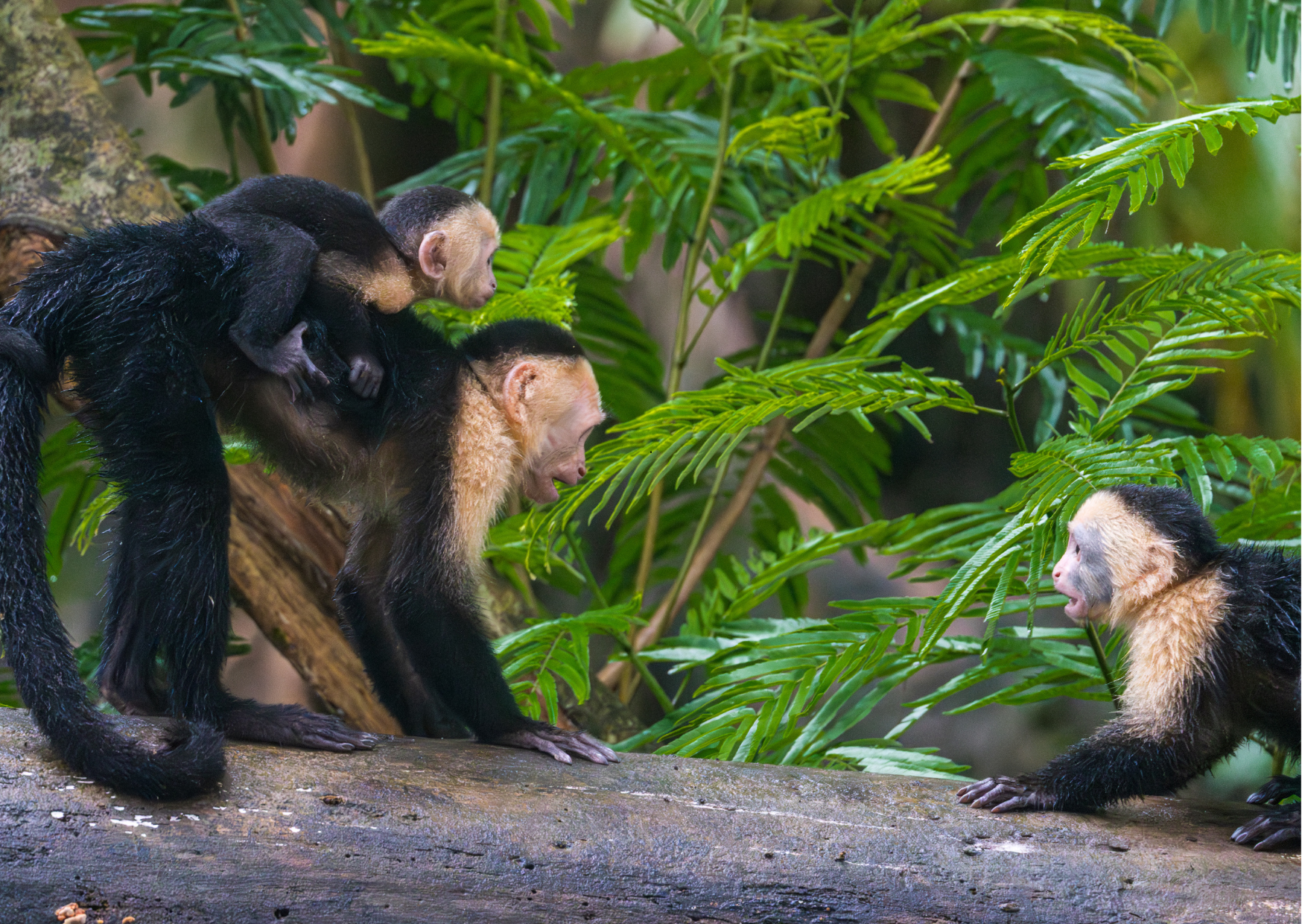 Route door het nevelwoud van Braulio Carrillo National Park op weg naar Tortuguero.