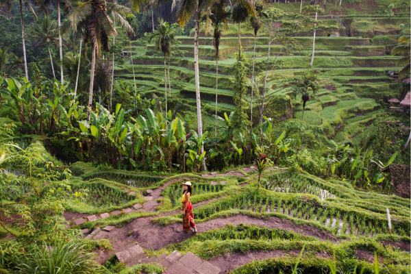 Groene Tegallalang rijstterrassen met palmbomen bij Ubud Bali