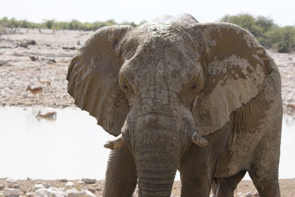 “Olifant bij de waterhole van Okaukuejo in Etosha National Park, Namibië, een iconisch safari-moment overdag.”