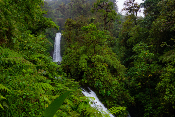 La Paz waterval in het tropische regenwoud van Costa Rica.