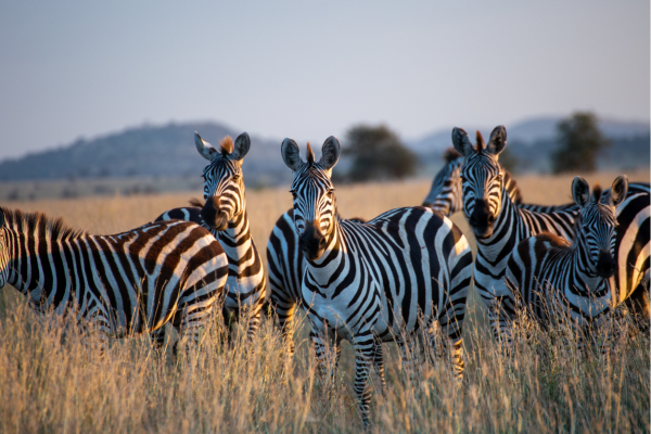 Addo National Park - Groep zebra s