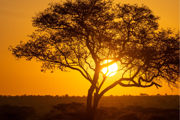 Tanzania_Baobabboom_Bij sundowner