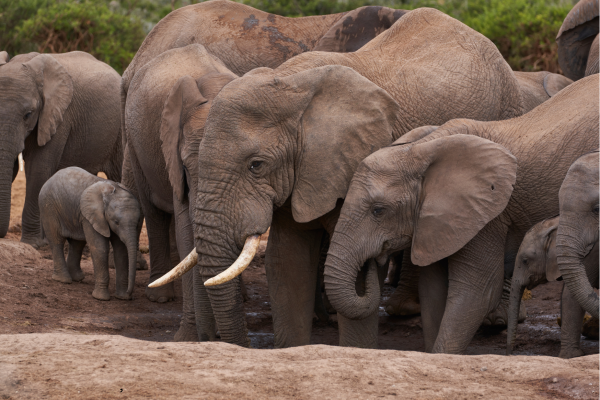 “Olifantenfamilie in Addo Elephant National Park, Zuid-Afrika.”