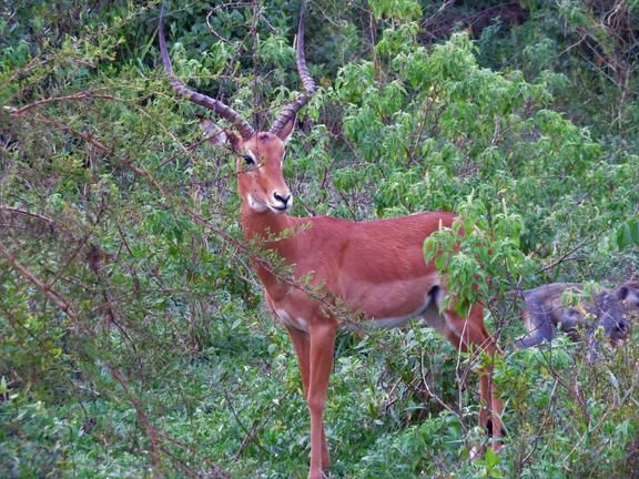 “Afrikaanse antilope (bok) in Lake Mburo National Park, Oeganda.”