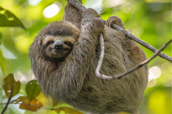 "Luiaard in de regenwouden van Costa Rica, ontspannen hangend in een boom in het tropisch junglelandschap."