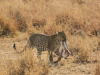 Tanzania_Luipaard met prooi in bek