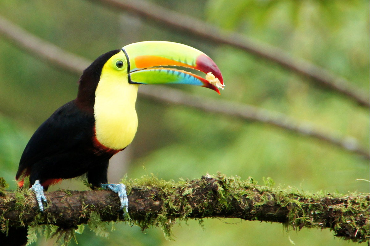 Costa RIca_Tucan