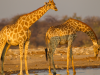 Namutoni_Namibie_Giraffe drinken bij waterhole met zonsondergang