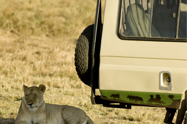 Tanzania_Gamedrive leeuw bij auto