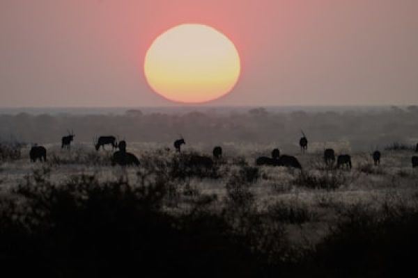 Etosha “Zonsondergang boven savanne in Etosha – safari selfdrive Namibië.”
