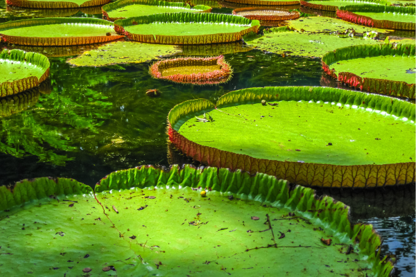 Mauritius botanical garden lelies