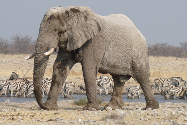 Waterhole in Etosha National Park tijdens het droge seizoen in Namibië waar dieren samenkomen