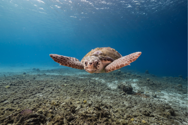 Zeeschildpad zwemt in het heldere turquoise water bij Curaçao – voorjaarsvakantie inspiratie voor zon en snorkelen