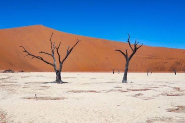 Deadvlei - “Zwarte bomen op witte kleivlakte in Deadvlei – iconisch Namibië beeld.”