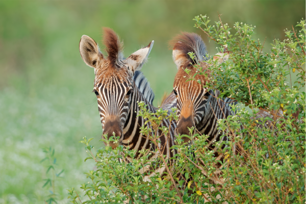 Madikwe Zebra's achter bosjes