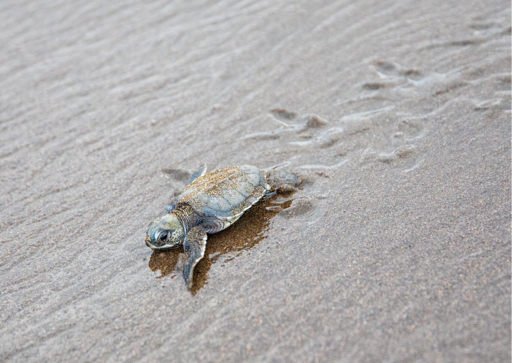 Zeeschildpad die eieren legt op het strand van Tortuguero tijdens een avondexcursie in Costa Rica.