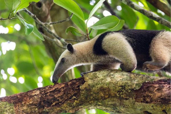 Miereneter in het regenwoud van Costa Rica tijdens een rondreis Costa Rica.