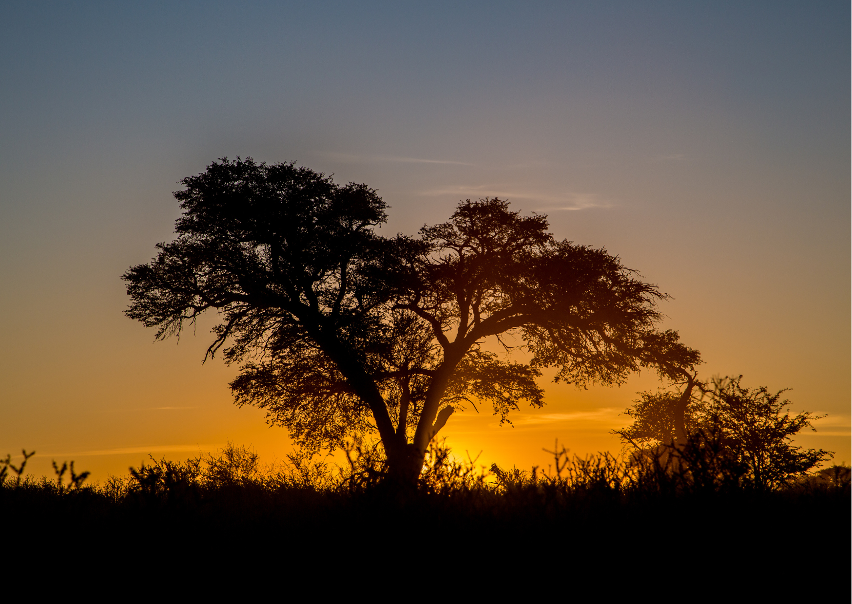Kalahari woestijn bij zonsondergang