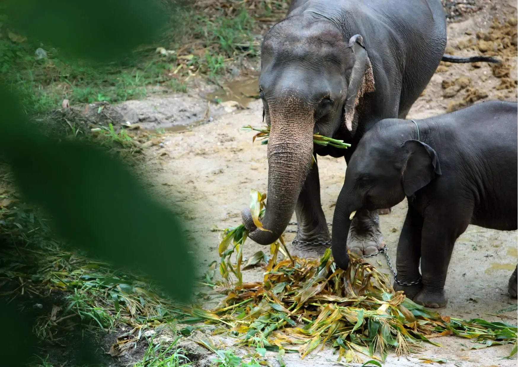 Olifanten in een natuurlijke sanctuary in Chiang Mai Thailand